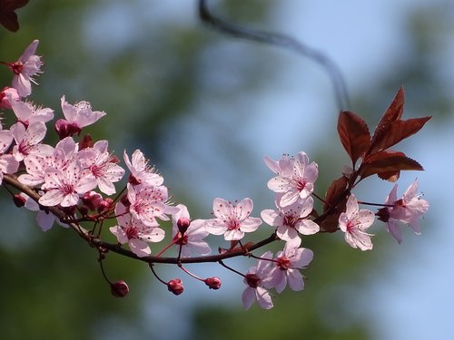 flowers  spring  pink