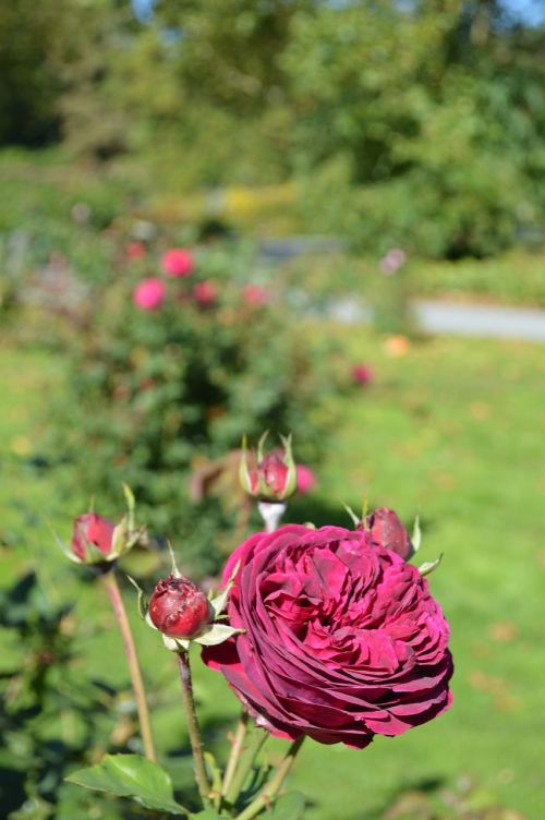 flowers flower roses