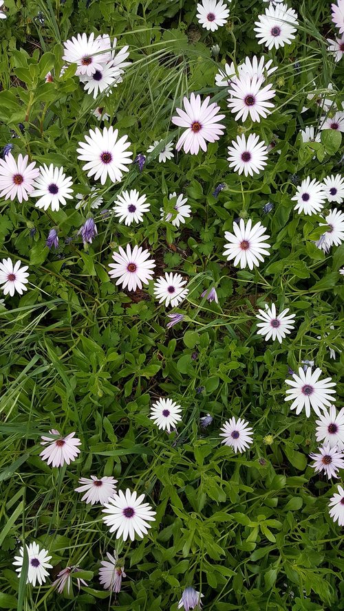 flowers  springtime  floral