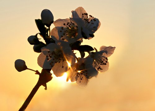 flowers  sun  light