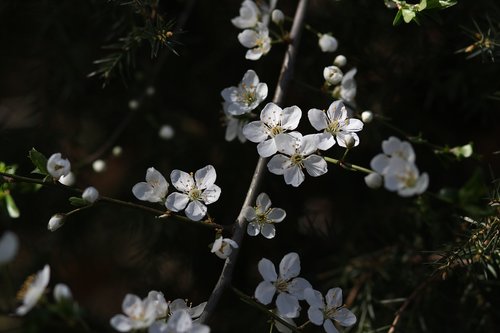 flowers  white  casey