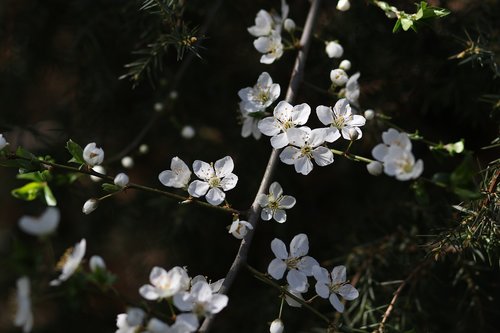 flowers  white  casey