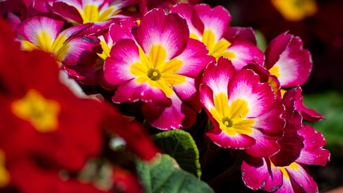 flowers  spring  plant