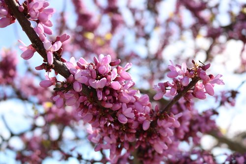 flowers  color  sky