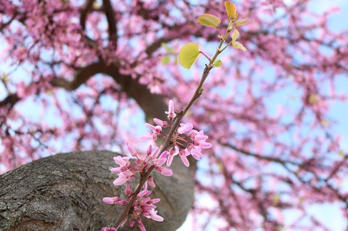 flowers  color  sky