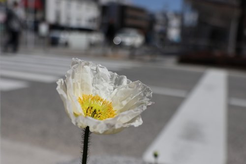 flowers  white  bloom