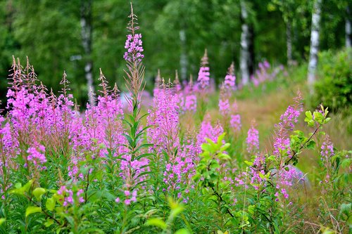 flowers  nature  blossom