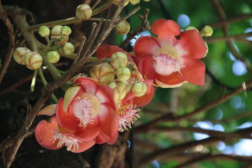 flowers  india  nature