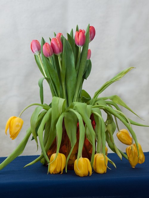 flowers  tulips  still life