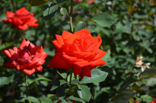flowers  scarlet  rose