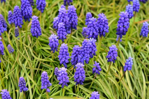 flowers  muscari  hyacinth cluster