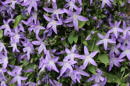 flowers lilac violet