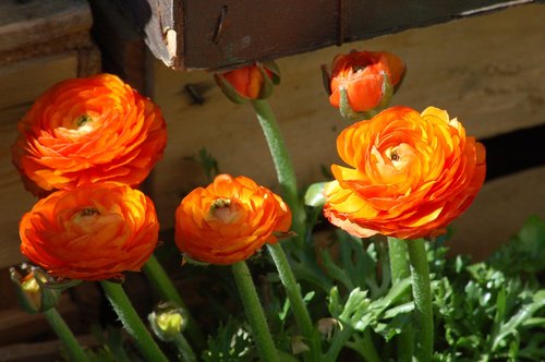 flowers  spring  orange