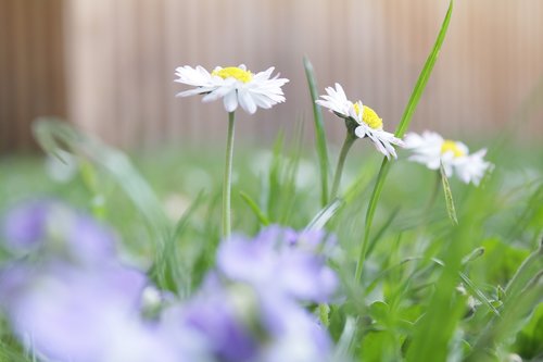 flowers  white  green