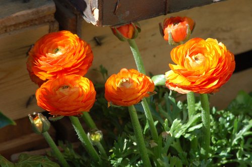 flowers  orange flowers  orange