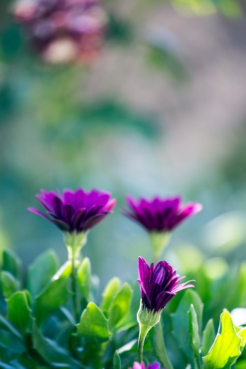 flowers  purple  green