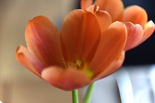 flowers  tulips  duo