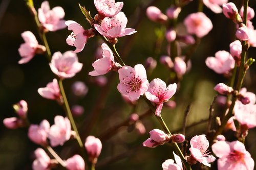 flowers  pesco  spring