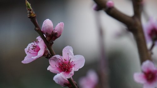 flowers  peach blossom  pink