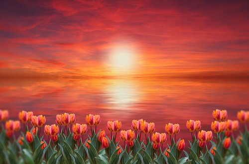 flowers  tulips  sunset