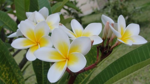 flowers  plumeria  frangipani