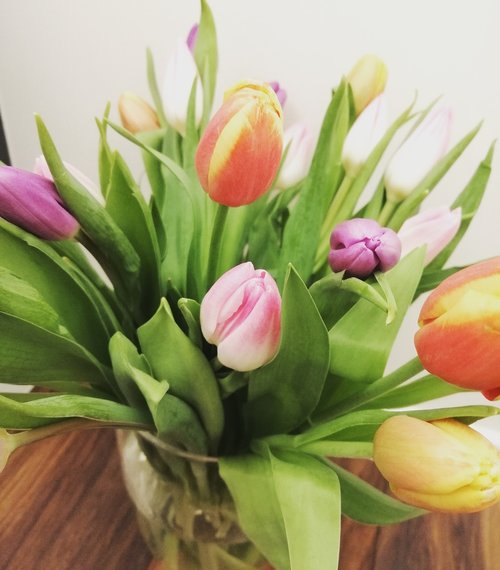 flowers  tulip  tulips