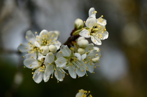 flowers  cherry white  spring