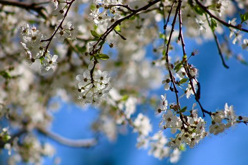 flowers  cherry  tree