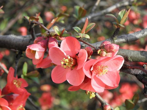 flowers  a blossoming tree  spring