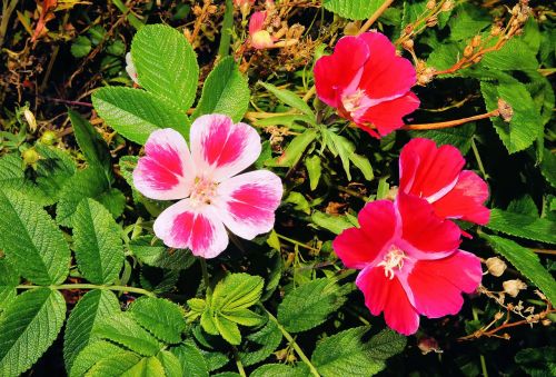 flowers wild roses in the free