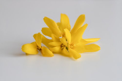 flowers  yellow  sneezing