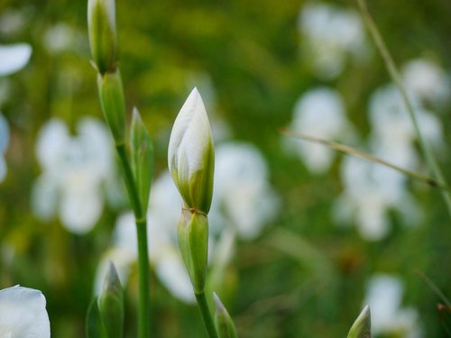 flowers  meadow  landscape