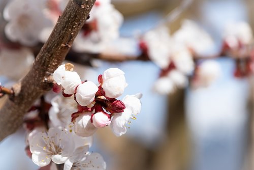 flowers  white  spring