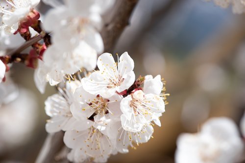 flowers  white  spring