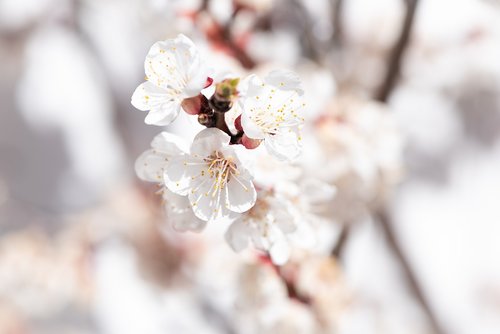 flowers  white  bloom