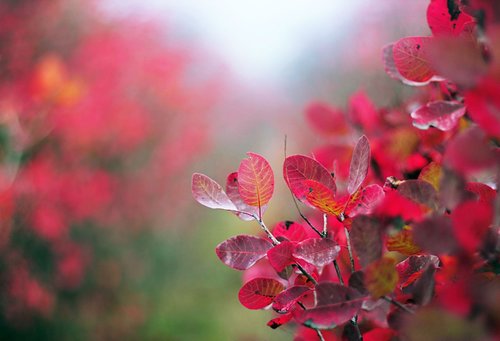 flowers  red  bloom