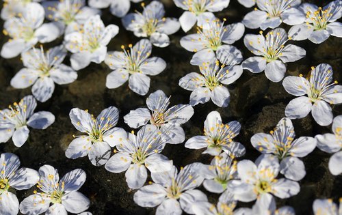 flowers  white  waterline