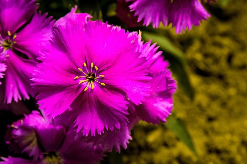flowers  pollen  purple