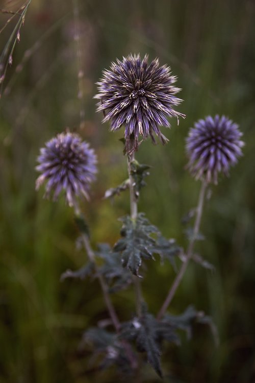 flowers  botany  landscape