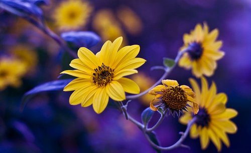 flowers  nature  blossom