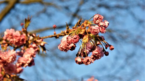 flowers  blossom  japanese cherry