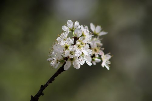 flowers  flowering twig  white