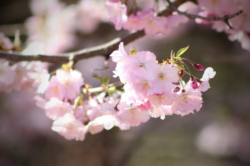 flowers  cherry blossom  pink