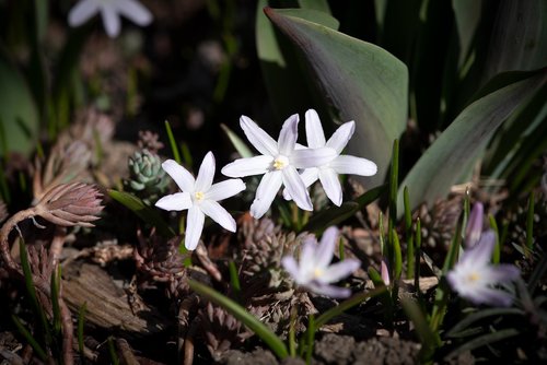 flowers  white  garden