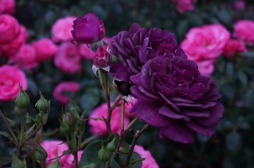 flowers  rose  purple