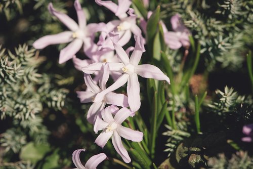 flowers  pink  star hyacinth