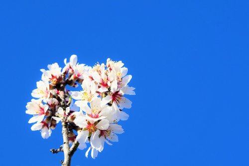 flowers  nature  tree