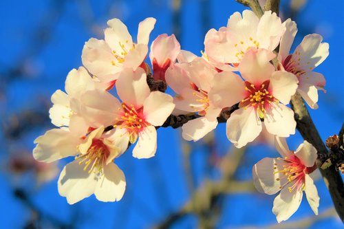 flowers  nature  tree