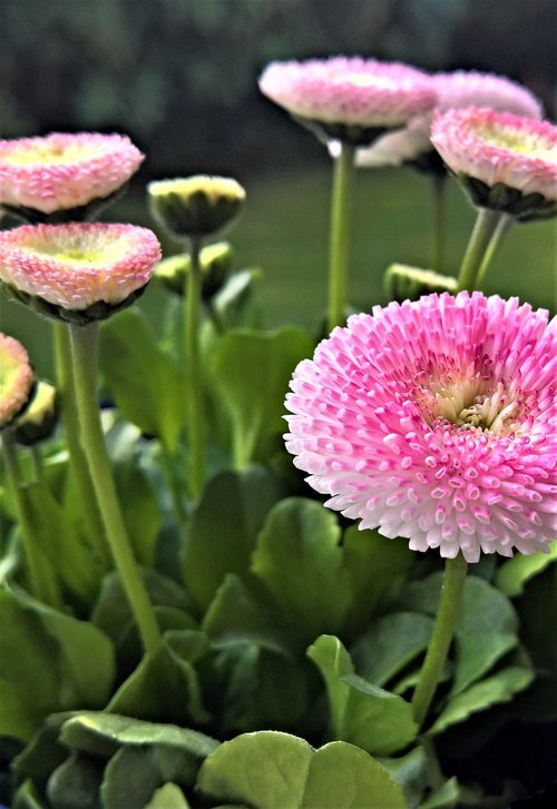 flowers  bellis  pink daisy