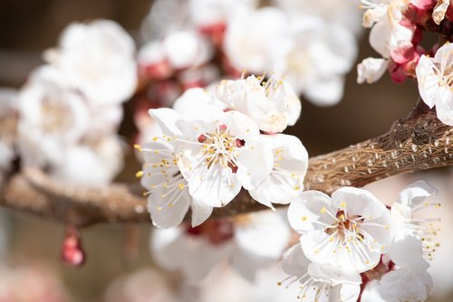 flowers  white  spring